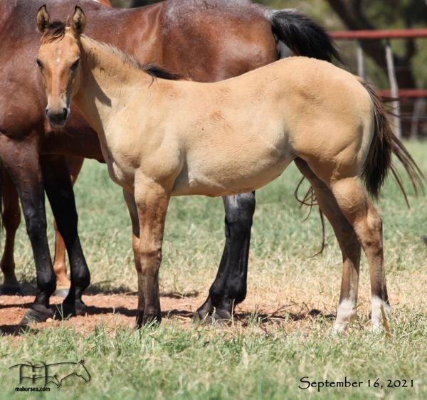 Royetta's 2021 Dun Filly